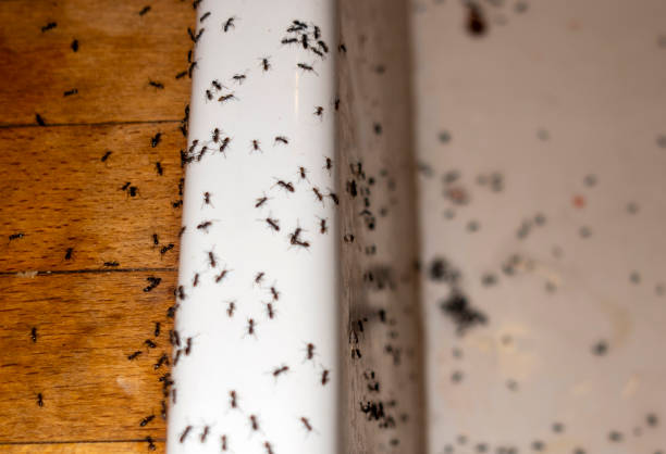 Best Flea Control Services  in Hopkins, SC