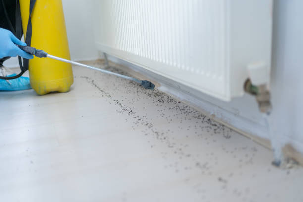 Best Wasp Removal Services  in Hopkins, SC